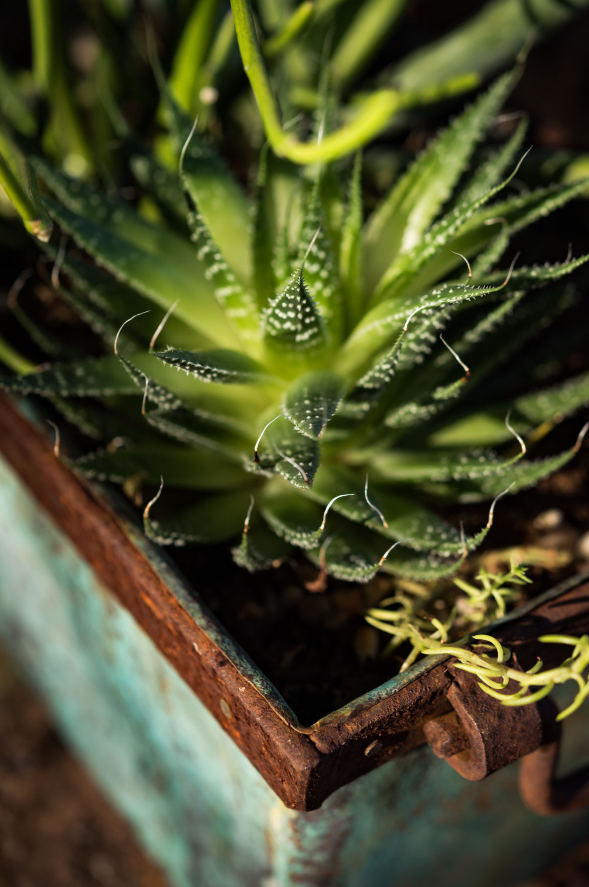 Plant Love